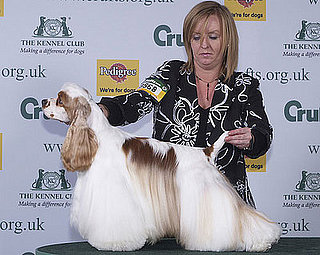 Super Cute Crufts Gallery!