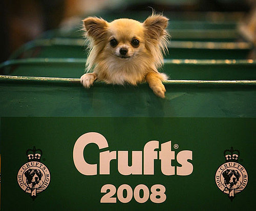 PetSugar's Crufts 2008 Cheat Sheet