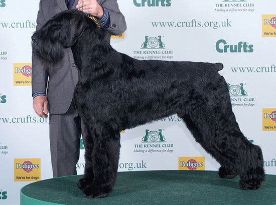 Philip, the Giant Schnauzer, wins Best in Show at Crufts 2008 Philip, the Giant Schnauzer, wins Best in Show at Crufts 2008