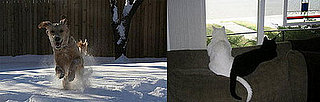 I Need Your Help... Doggie and Kitties Are Not BFFs