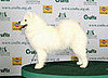 2008 Crufts Winners: Hound, Pastoral, Working, and Terrier Group