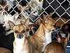 The Scoop: Nearly 800 Dogs Too Many