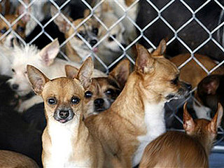 The Scoop: Nearly 800 Dogs Too Many
