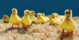 Quiz: Name the Baby Birdies!