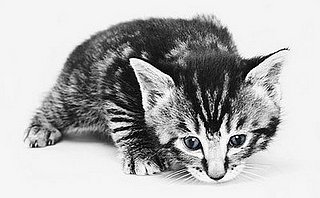Pet Peeves: Kitty Launches Attack On Unsuspecting Ankle!