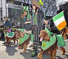Globetrotters: Tokyo's Parading Irish Setters
