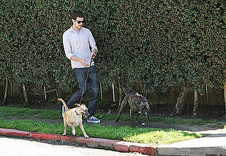 Celeb Redo: Help Adam Brody Juggle Two Leashes Too Many 