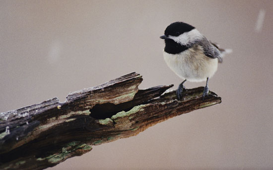 Feed the Birds: Make Your Own Peanut Butter Suet Feed the Birds: Make Your Own Peanut Butter Suet