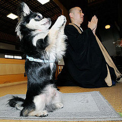 Globetrotters: Conan the Praying Pooch Globetrotters: Conan the Praying Pooch