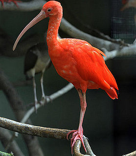 Guess What Bird?
