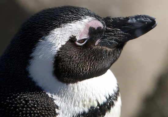 Creature Features: Animals in Antarctica Creature Features: Animals in Antarctica