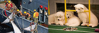 Do You Want Animal Planet to Be Cuddly or Thought-Provoking?