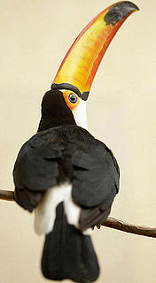Guess What Bird?