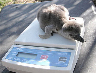 This Penguin Cutie Is Only One Week Old!