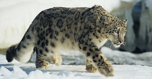 If an Animal Escaped, Would You Return to the Zoo?