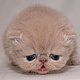 SummerBaby's picture