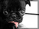 babyphat_luvr babyphat_luvr