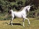 tinyunicorn