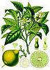 Bergamot