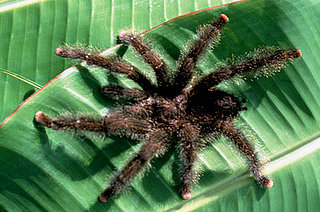 Creature Features: Spiders