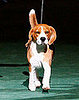 What Do You Know About Beagles?