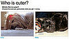 Play Our Which Pet Is Cuter? Game!