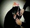 Oprah pays tribute to her dog, Sophie