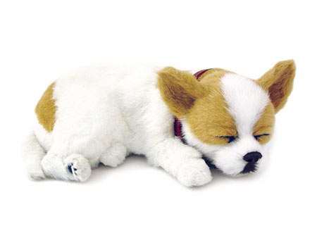 Perfect Petzzz: Chihuahua Perfect Petzzz: Chihuahua