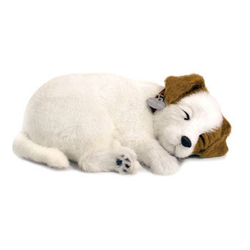 Perfect Petzzz: Jack Russell Perfect Petzzz: Jack Russell