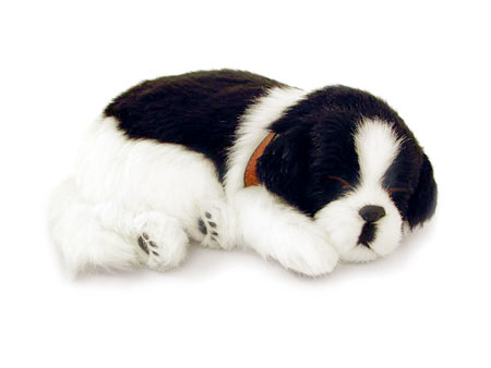 Perfect Petzzz: Border Collie Perfect Petzzz: Border Collie