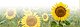 texassunflower