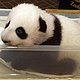 killerpanda