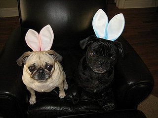 Hoppy Easter!