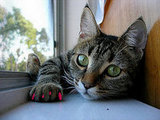 Scratching problem?  Check these out!