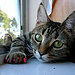 Scratching problem?  Check these out!