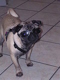Product Review---Doggles
