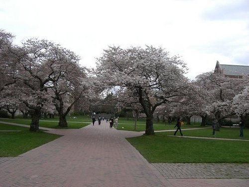 Cherry Blooms