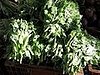 Name This Plant