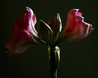 Midday Muse: A Floral Romance