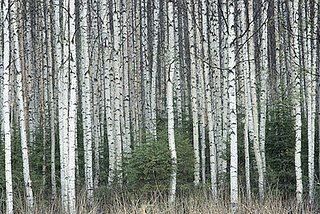Trend Alert: Birch Trees Out of the Forest
