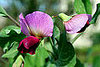 Name This Flower