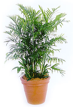 Plants That Purify: Bamboo Palm