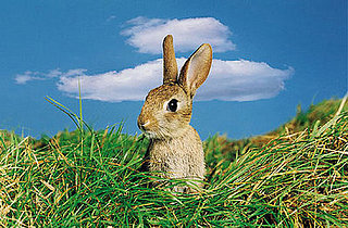 Roundup:  I Want Some Bunny to Love