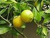 Name This Fruit