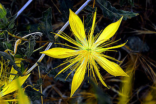 California Wildfires Germinate Native Flowers