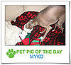 Pet Pics on PetSugar 2008-12-31 09:30:28