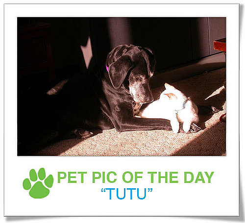 Pet Pics on PetSugar 2009-01-05 09:30:00