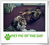 Pet Pics on PetSugar 2009-01-09 09:30:25