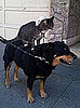 Sugar Shout Out: OMG! It's a rat on a cat on a dog!