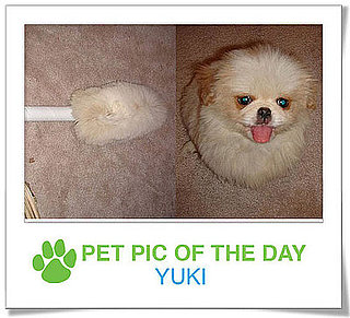 Pet Pic of the Day: Yuki the Duster